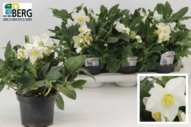 <h4>HELL NI VIV VIKTOR</h4>