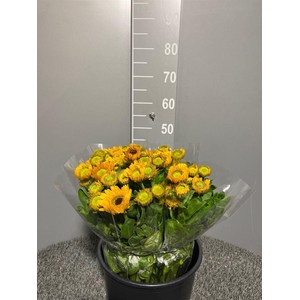 Calendula Yellow