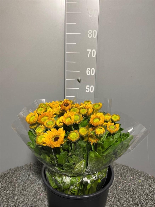 <h4>Calendula Yellow</h4>