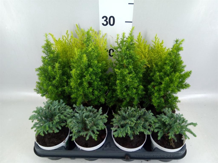 <h4>Chamaecyparis  'Woody World'  ..mix</h4>