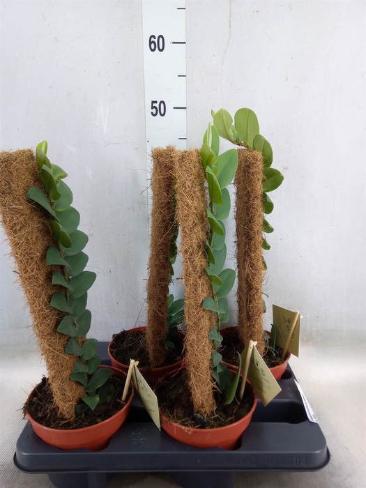 <h4>Rhaphidophora tenuis</h4>