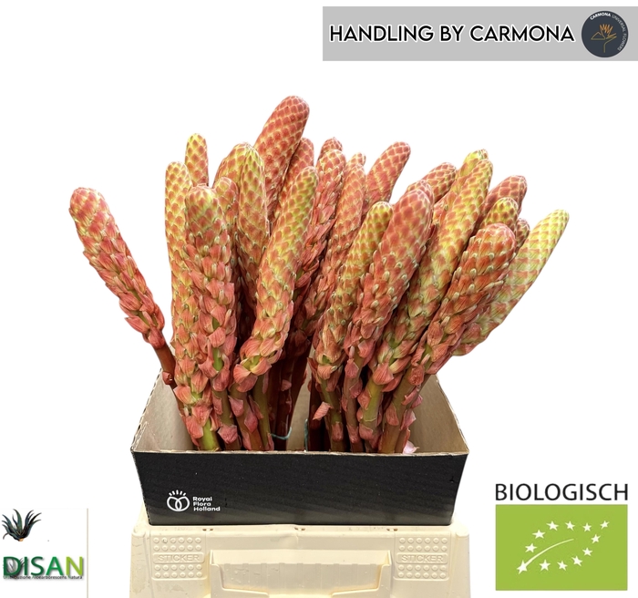 <h4>ALOE ARBORESCENS</h4>