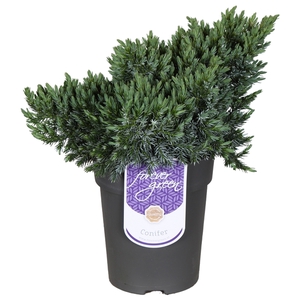 Juniperus squamata 'Blue Star' P15