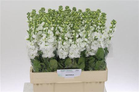 <h4>Matth Aida White</h4>