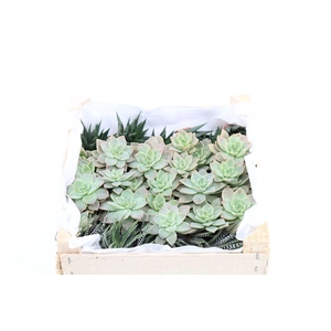 Echev Taurus Mini Mix