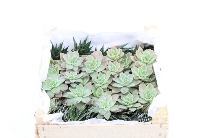 <h4>Echev Taurus Mini Mix</h4>