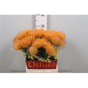 Leuco Ayoba Orange
