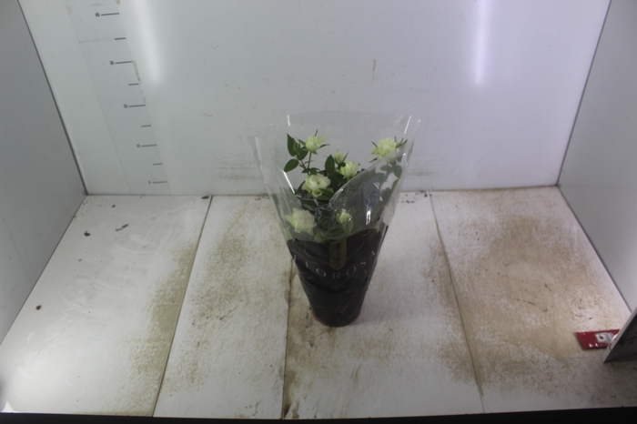 <h4>ROSEIRA MINI P13</h4>