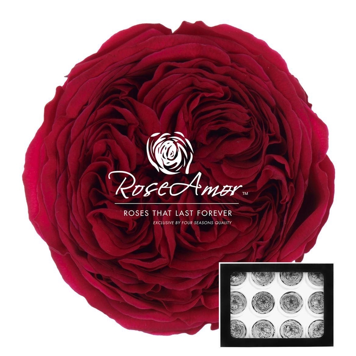 <h4>Amelia Pin05</h4>