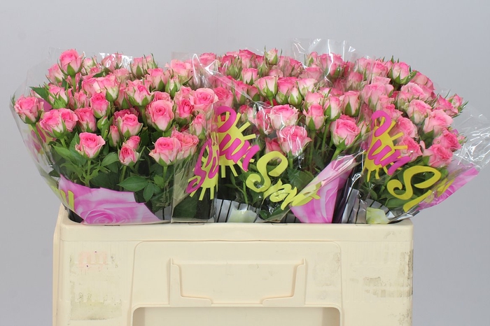 <h4>Rosa Tr Tralala</h4>