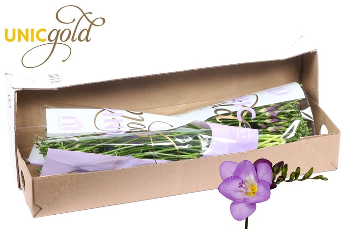 <h4>Freesia enk Delta River</h4>
