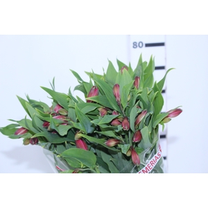 ALSTROEMERIA NAVARRO 080 CM