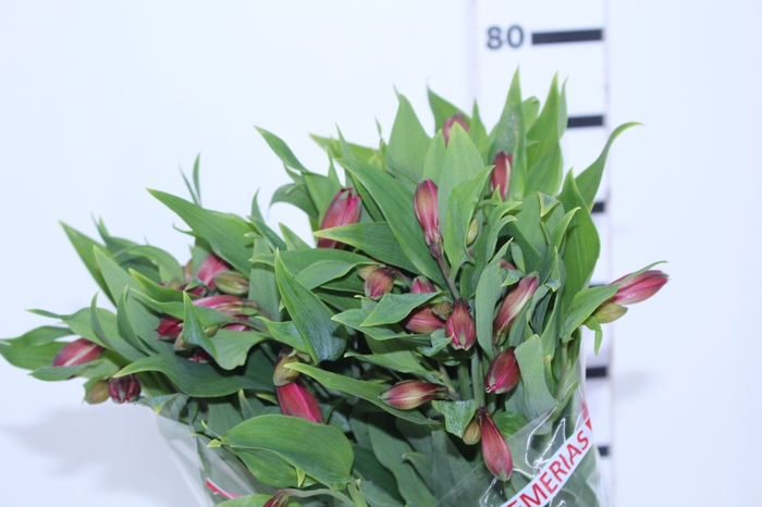 ALSTROEMERIA NAVARRO 080 CM