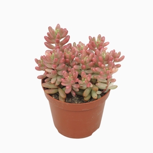 Sedum rubrotinctum 'Aurora'