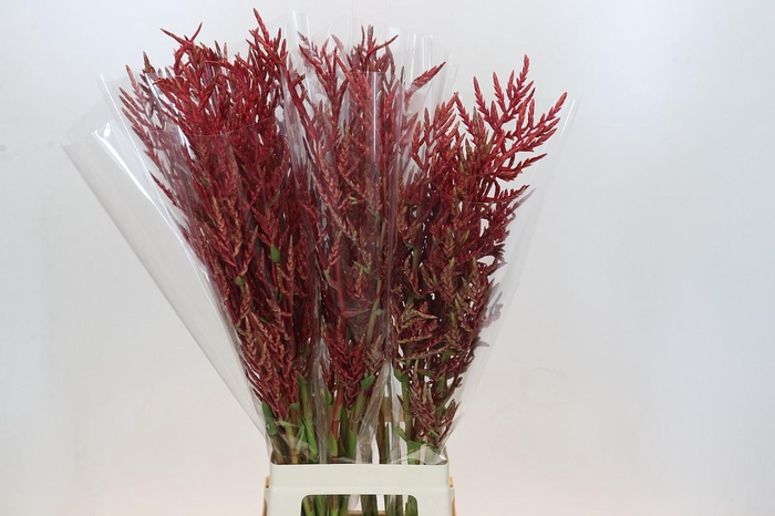 <h4>Bromelia Red Paloma</h4>