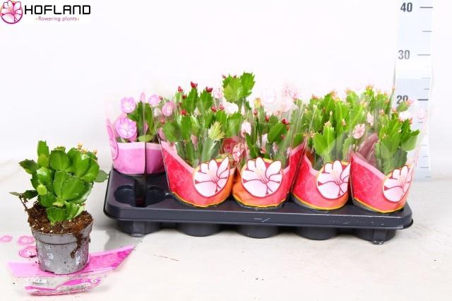 <h4>SCHLUMB GEM 3 KL</h4>