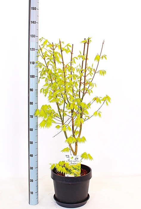 <h4>ACER SH JORDAN</h4>