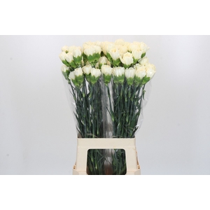 Dianthus St Rodas Creme