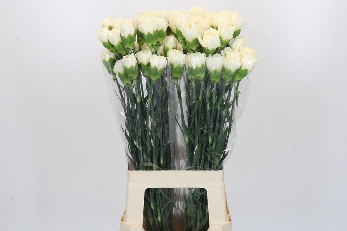 <h4>Dianthus St Rodas Creme</h4>