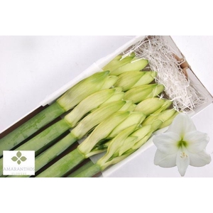 HIPPEASTRUM GA 'MONT BLANC'