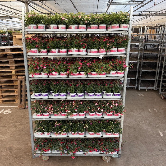 <h4>FUCHSIA B F MIXK</h4>