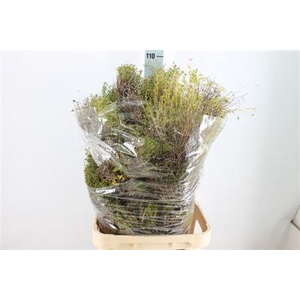 Euphorbia Spinosa Lang 1 Kg Super