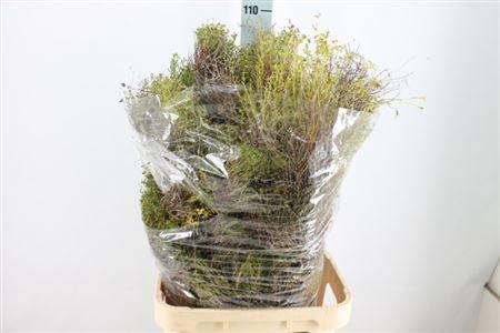 <h4>Euphorbia Spinosa Lang 1 Kg Super</h4>