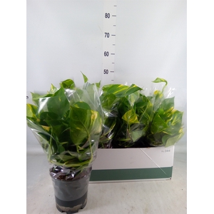 Epipremnum pinn. 'Aureum'