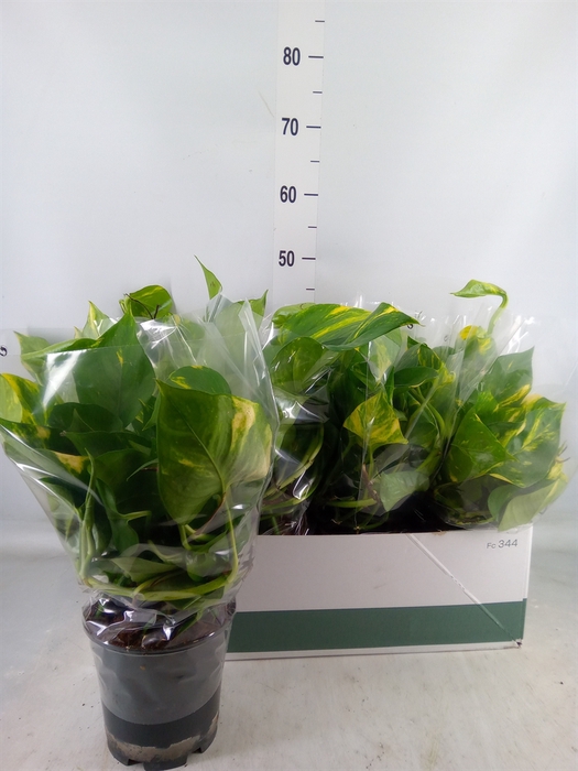 <h4>Epipremnum pinn. 'Aureum'</h4>