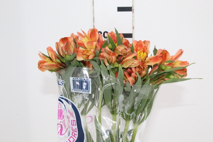 <h4>ALSTROEMERIA ORANGE QUEEN 080 CM</h4>