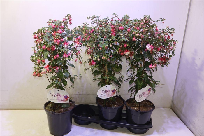 <h4>Fuchsia Ov Op Stam</h4>