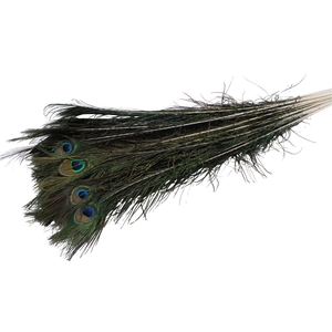 Feather Peacock ( Pauwenveren )