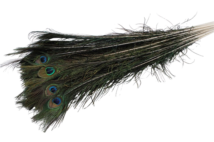 Feather Peacock ( Pauwenveren )