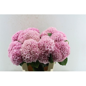 Hydr M Mag Pink Floyd