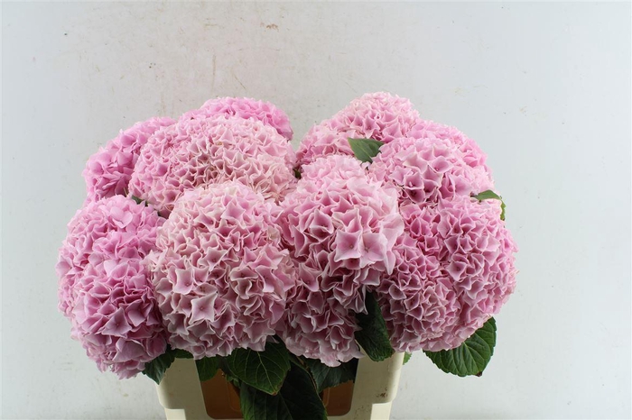 <h4>Hydr M Mag Pink Floyd</h4>