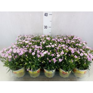 Dianthus allw. 'Lucky Lips Lola'