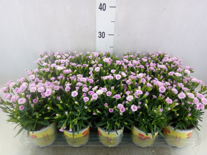 <h4>Dianthus allw. 'Lucky Lips Lola'</h4>