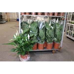 Spath Sweet Silvana