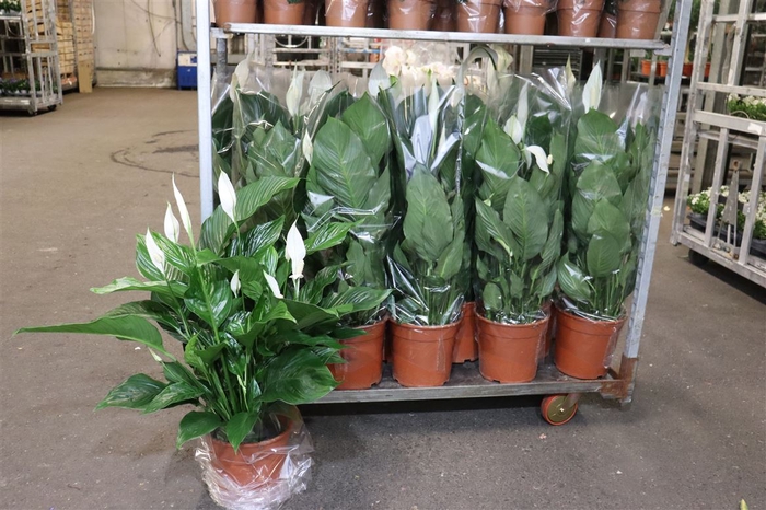 <h4>Spath Sweet Silvana</h4>