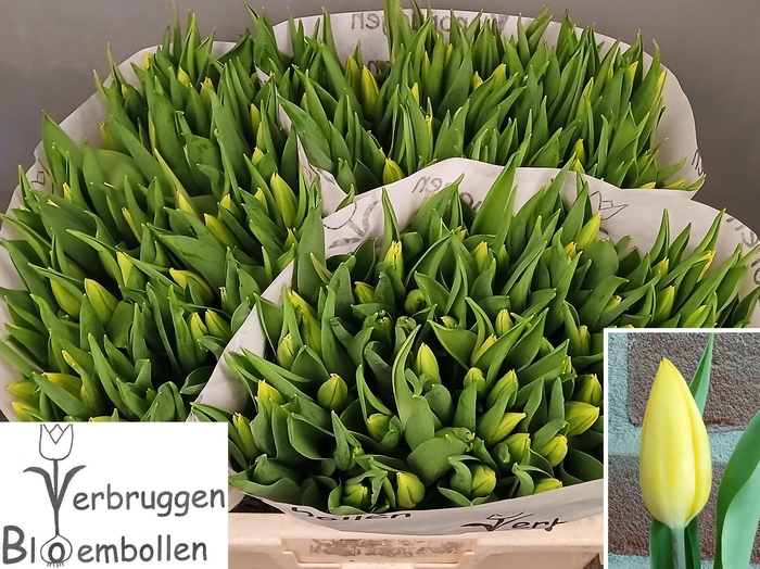 <h4>TU EN STRONG GOLD</h4>