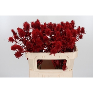 Eryn Supernova Kl Bh Rood
