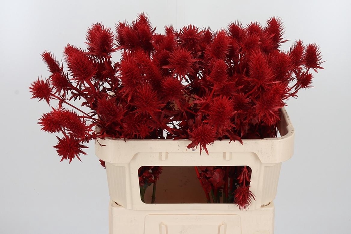 <h4>Eryn Supernova Kl Bh Rood</h4>