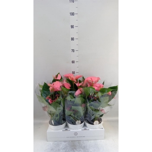 Anthurium andr. 'Pink Champion'