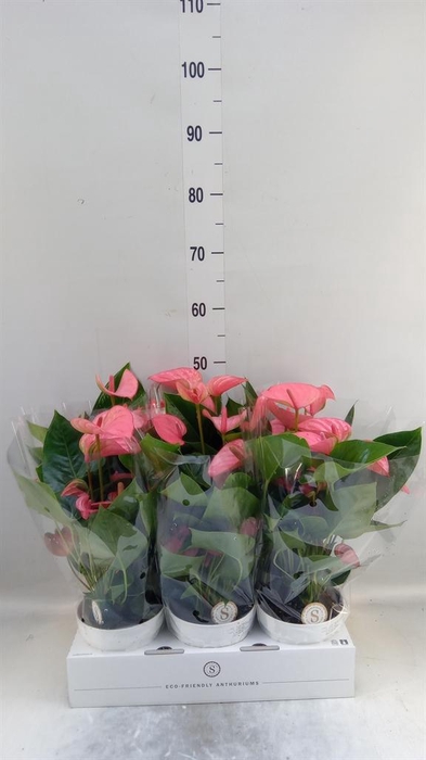 <h4>Anthurium andr. 'Pink Champion'</h4>
