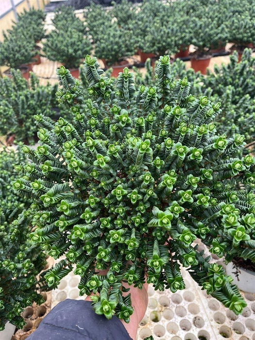 <h4>PIMELEA FERRUGINEA</h4>