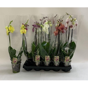 PHAL GEM