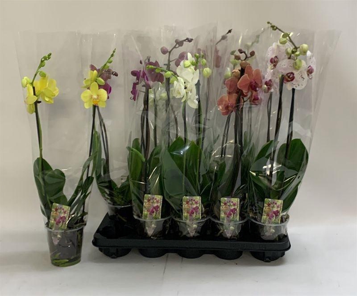 <h4>PHAL GEM</h4>