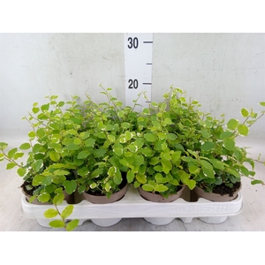 Ficus pumila 'White Sunny'