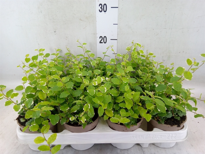 <h4>Ficus pumila 'White Sunny'</h4>