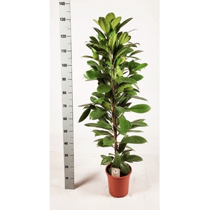 FICUS CYATHISTIPULA